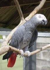 Gray Parrot